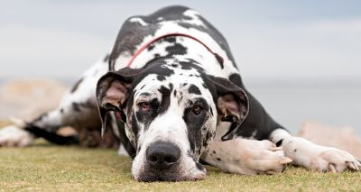 Dog's size and shape could increase bone tumour risk